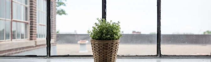 A photograph of a plant pot standing on a windowsill, lit by natural light. Out of the window the rest of the building is visible, as is a large playing field and fence.