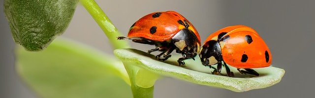 Two ladybirds on a leaf